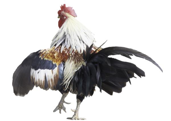 Game Fowl